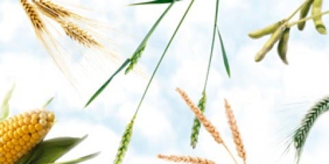 Feed formulation