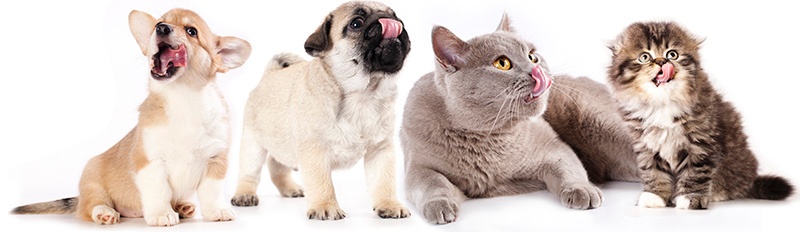 pet food industry