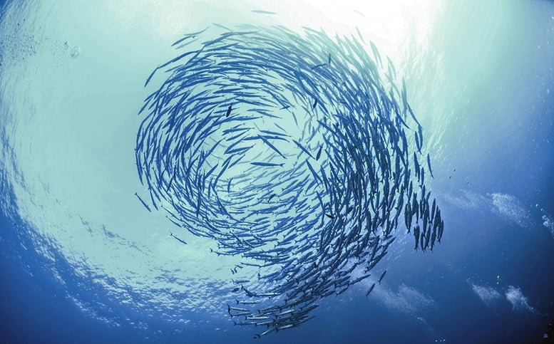 Aquafeed.jpg