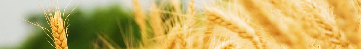 BESTMIX recipe management manages Qizini