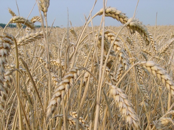Feed sector-specific logistics and financials