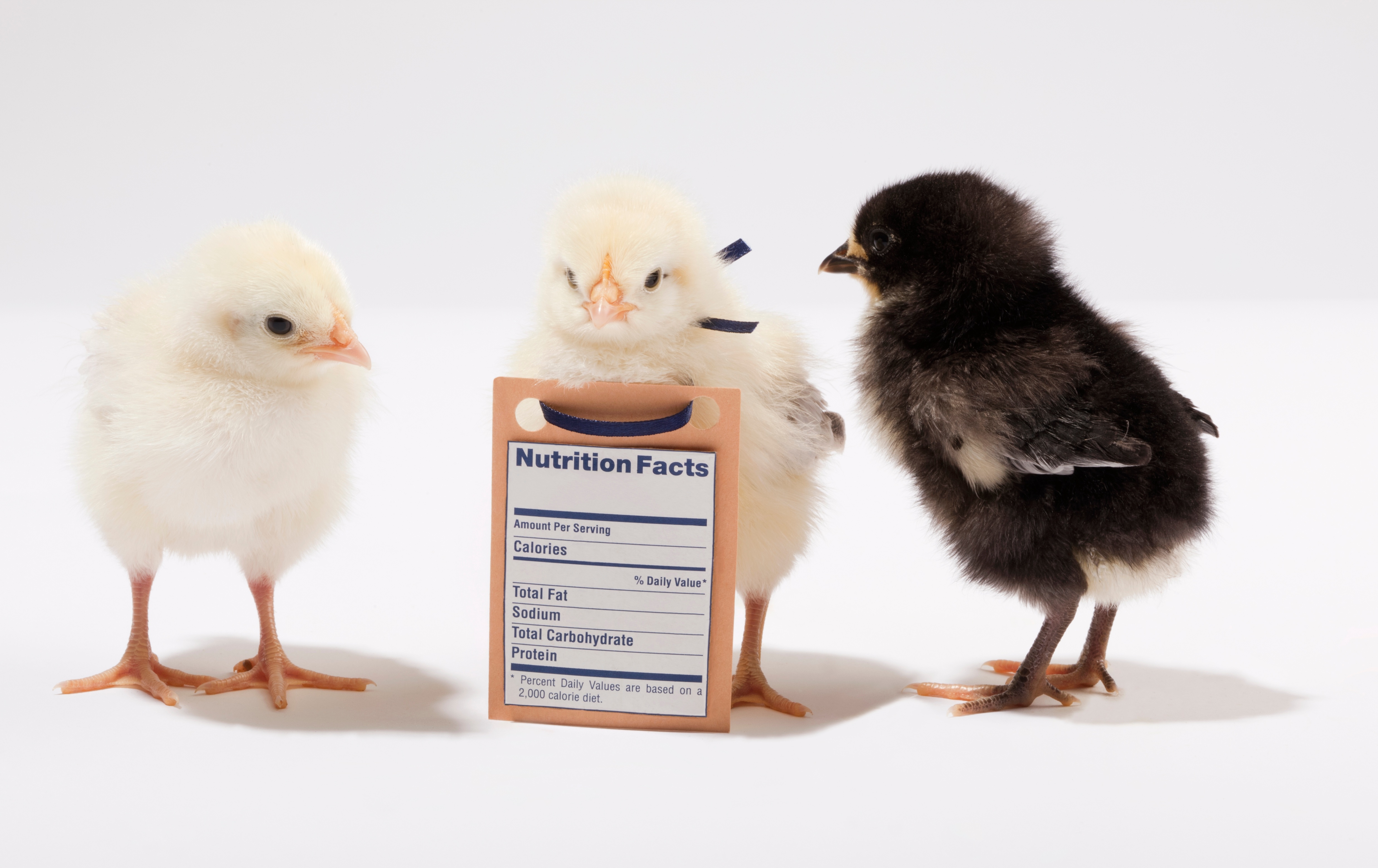 Labeling chickens.jpg