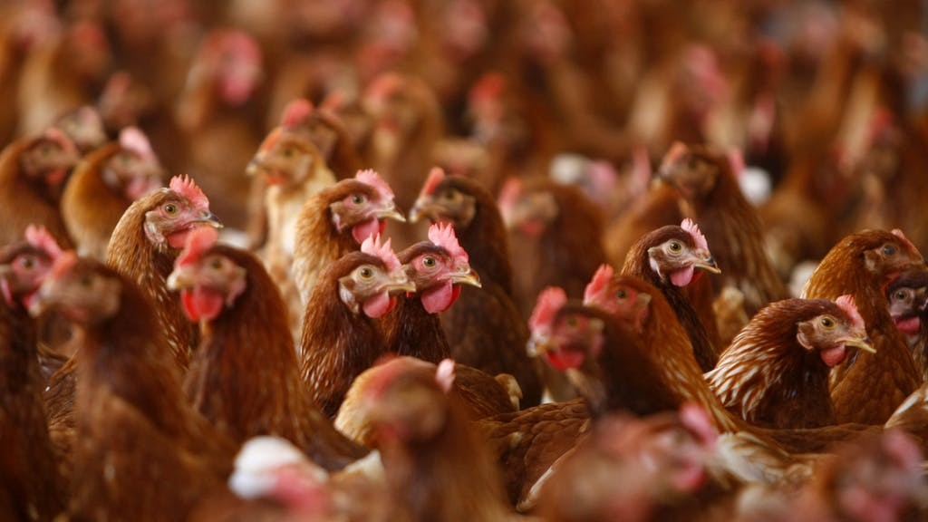 chicken.jpg
